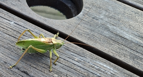 Upland Green Bush-cricket