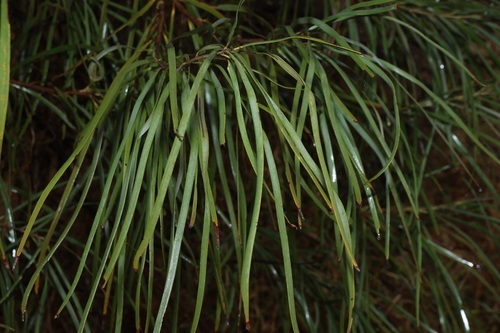Grevillea striata, photograph 4