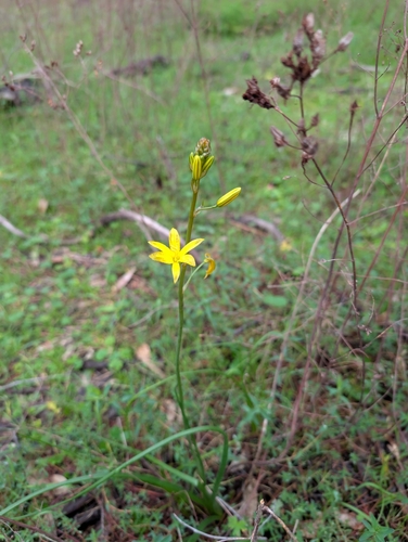 Bulbine Lily