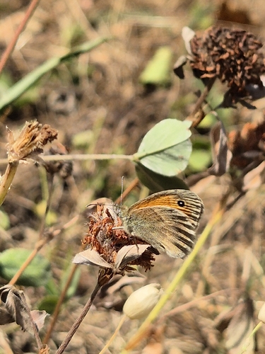Small Heath