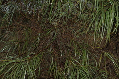 Grevillea striata, photograph (c) Greg Tasney, some rights reserved (CC BY-SA)