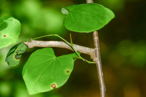 Curved-toothed Geometer Moth