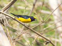 Euphonia trinitatis