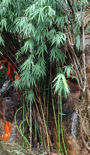 Male Bamboo