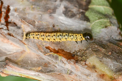 Archips rileyana