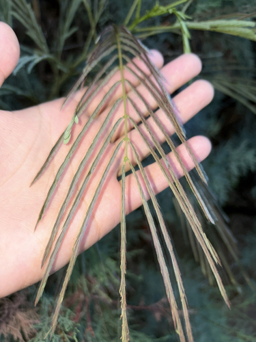 Persian silk tree