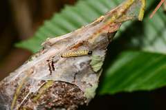 Archips rileyana