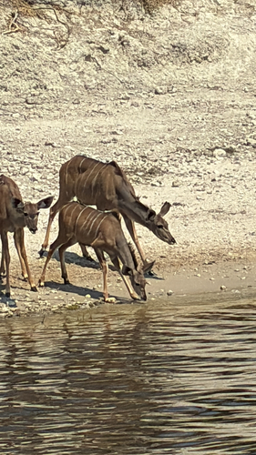 Southern Greater Kudu