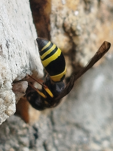 Ancistrocerus nigricornis observed 2026-08-25