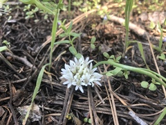 Allium simillimum