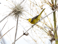 Icterus nigrogularis