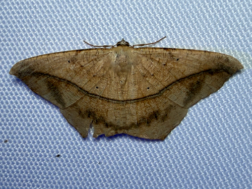 Large Maple Spanworm Moth (Prochoerodes lineola)