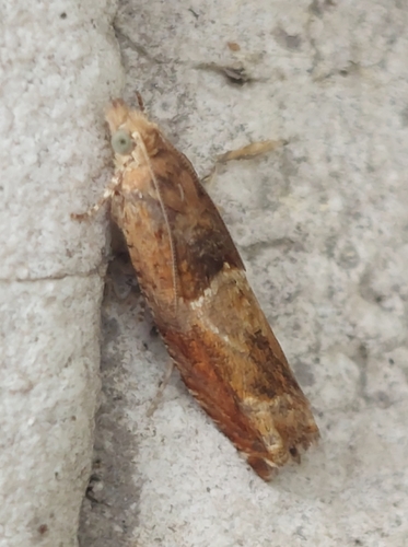 Nut Bud Moth