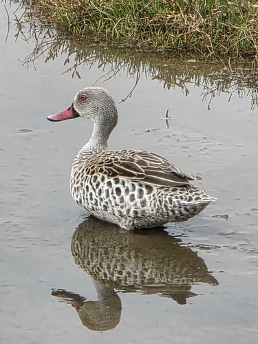 iNaturalist image