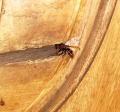 Rhynchium