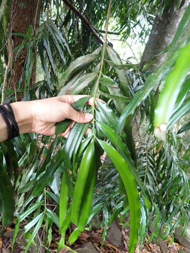Podocarpus grayae observed 2026-08-16