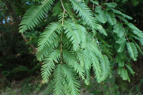 Metasequoia glyptostroboides, 2026-08-25