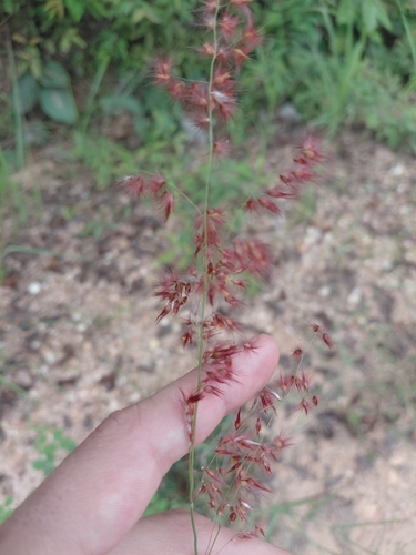 natal grass