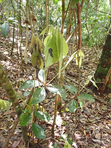 Neolitsea dealbata observed 2026-08-16