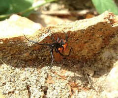 Latrodectus curacaviensis