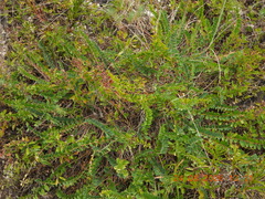 Astragalus monspessulanus, photograph (c) Galyna Mykytynets, some rights reserved (CC BY)