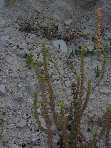 Sideritis montana, photograph 1