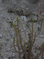Sideritis montana