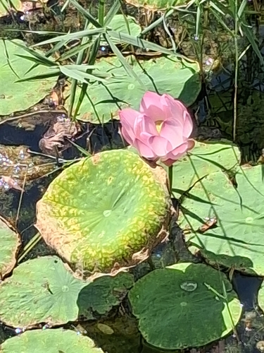 Sacred Lotus