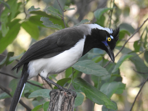 White-naped Jay