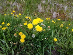 Taraxacum officinale