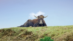 Bos