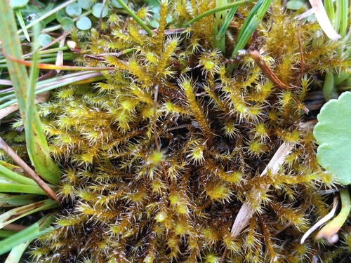 Campylium stellatum observed 2026-08-19