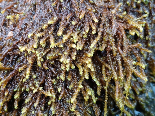 Hygrohypnella ochracea observed 2026-08-19