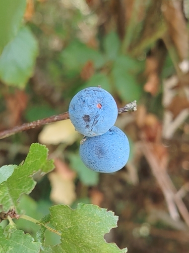 Blackthorn