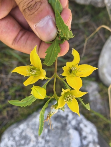 Clematis fruticosa