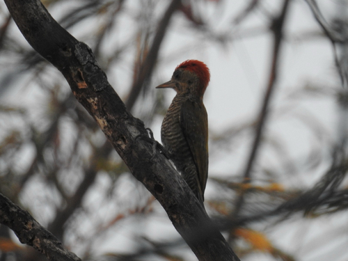 Little Woodpecker