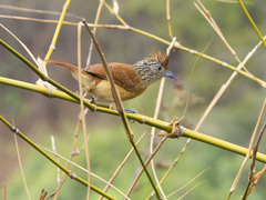 Thamnophilus doliatus