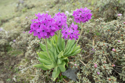 Primula chionantha, photograph 3