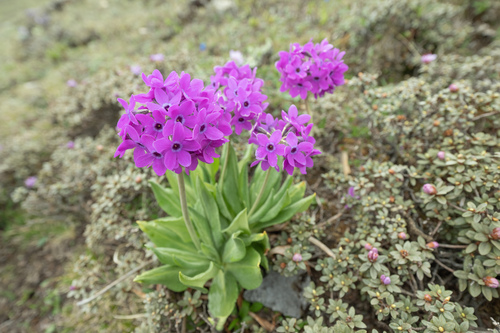 Primula chionantha, photograph 4