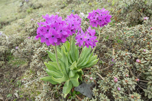 Primula chionantha, photograph 5
