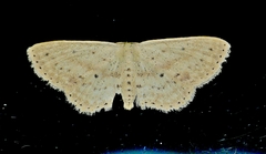 Scopula aemulata