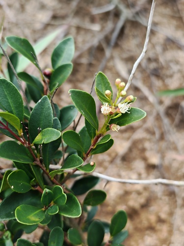 Syzygium buxifolium observed 2026-08-25