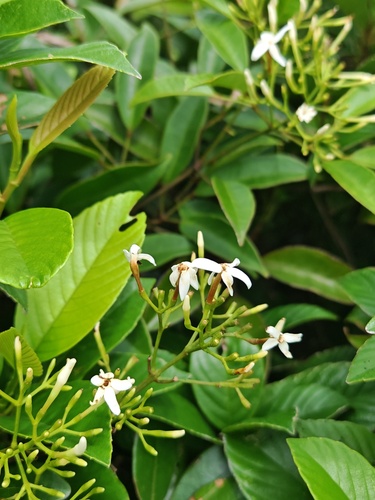 Jasminum lanceolaria observed 2026-08-25