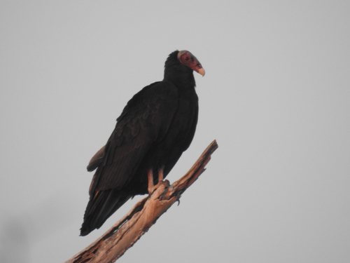 Turkey Vulture