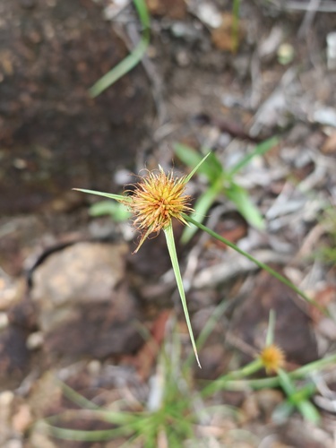Rhynchospora rubra observed 2026-08-25