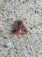 Cerastis enigmatica