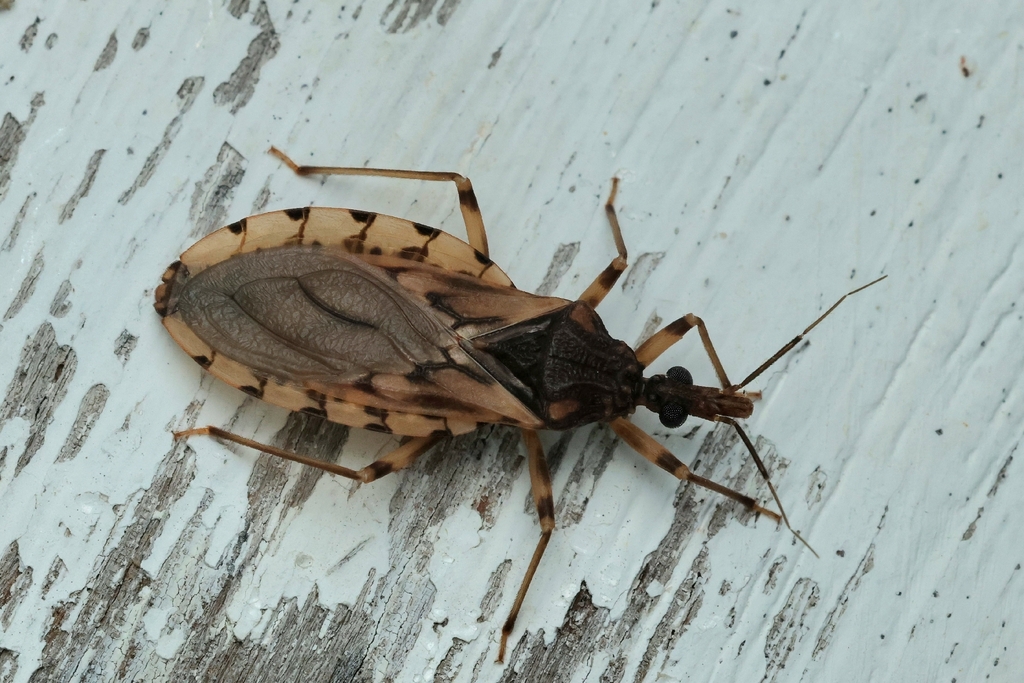 Triatoma sordida