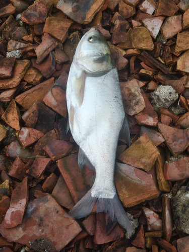 Silver Carp