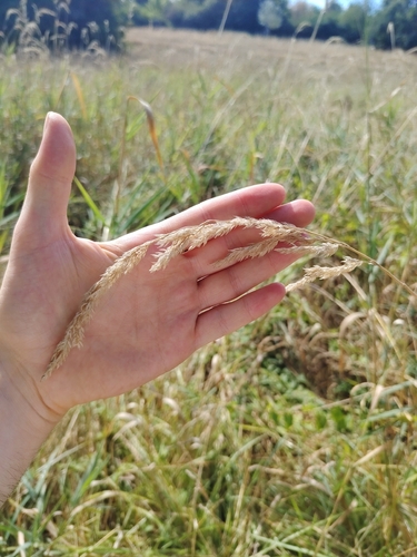Bushgrass