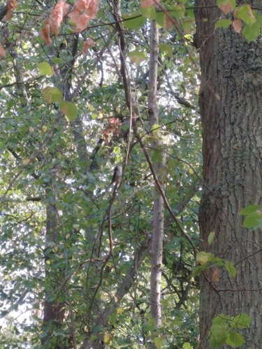 Long-tailed Tit